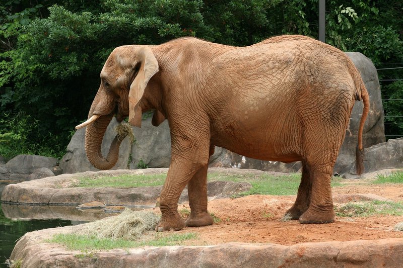 Elephant