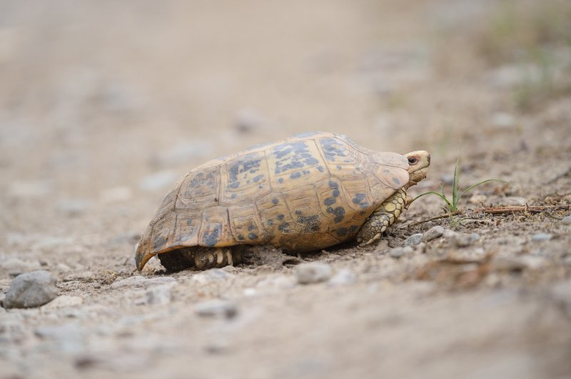 Elongated Tortoise