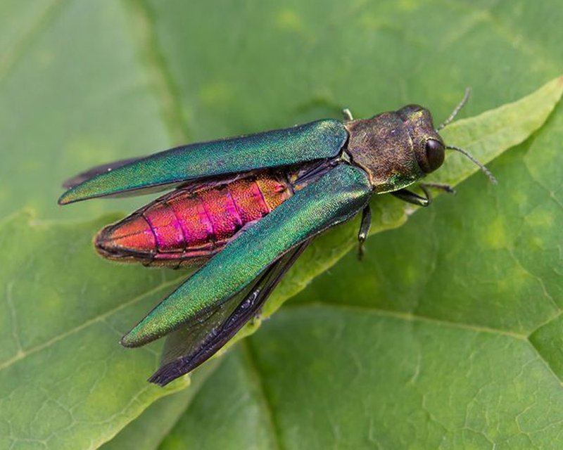 Emerald Ash Borer