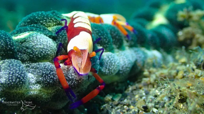 Emperor Shrimp