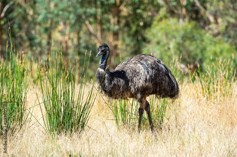 Emu