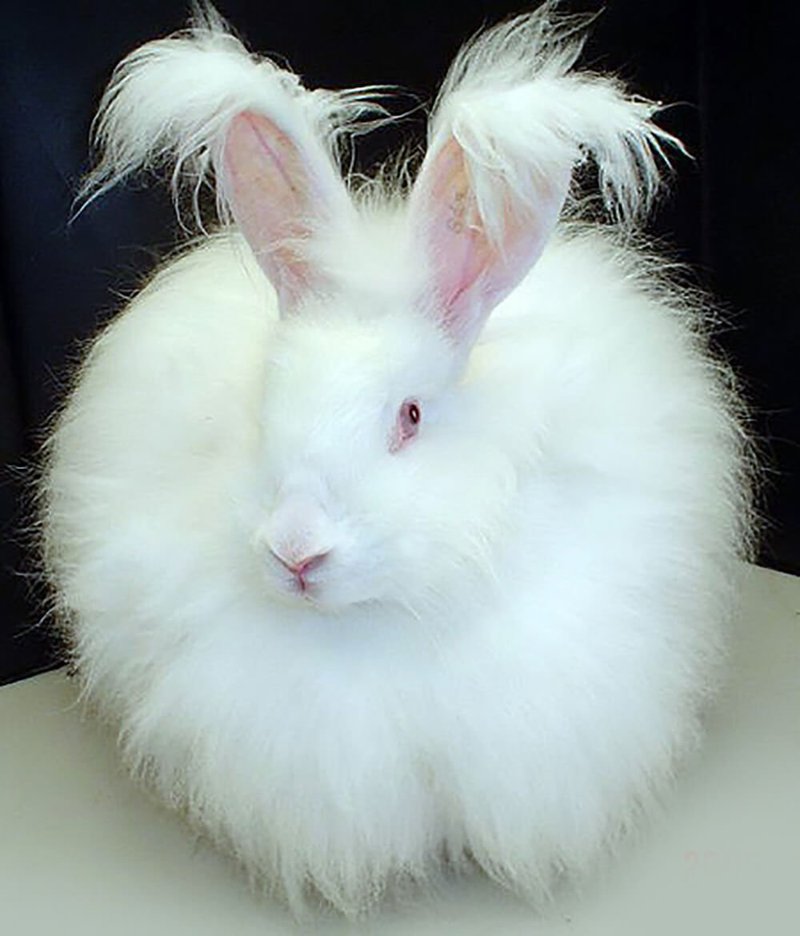 English Angora Rabbit Overview: Size, Temperament, And Appearance
