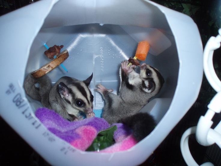 Enrichment And Toys: Keeping Your Sugar Glider Happy