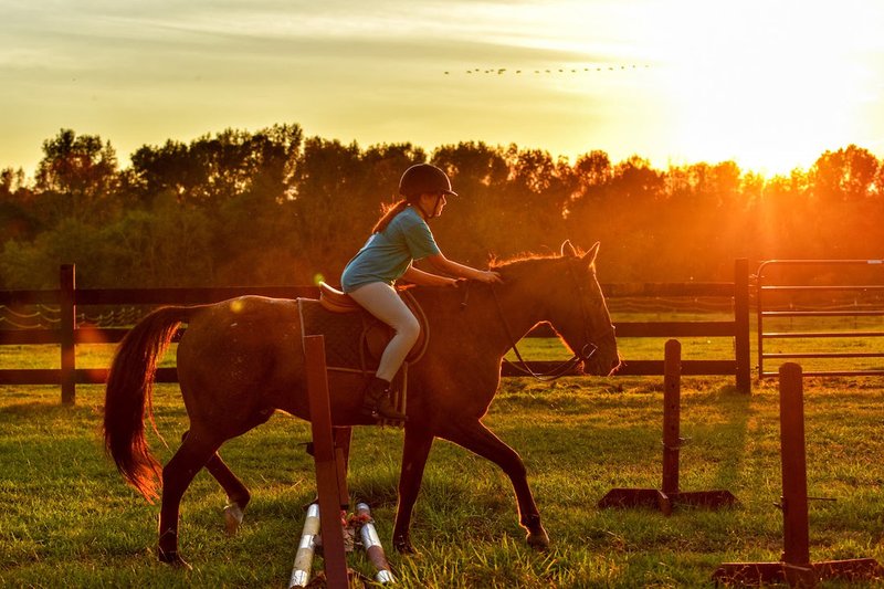 Essential Horse Tack And Equipment For Beginners