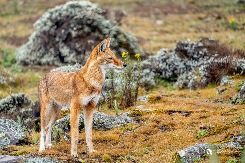 Ethiopian Wolf