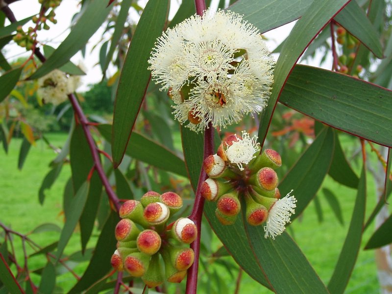 Eucalyptus Longhorned Borer