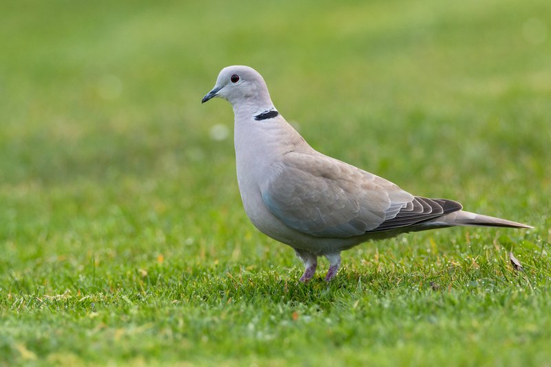 Eurasian Collared Dove Vocalizations And What They Mean