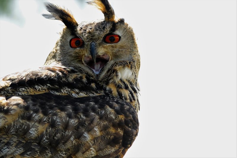 Eurasian Eagle Owl