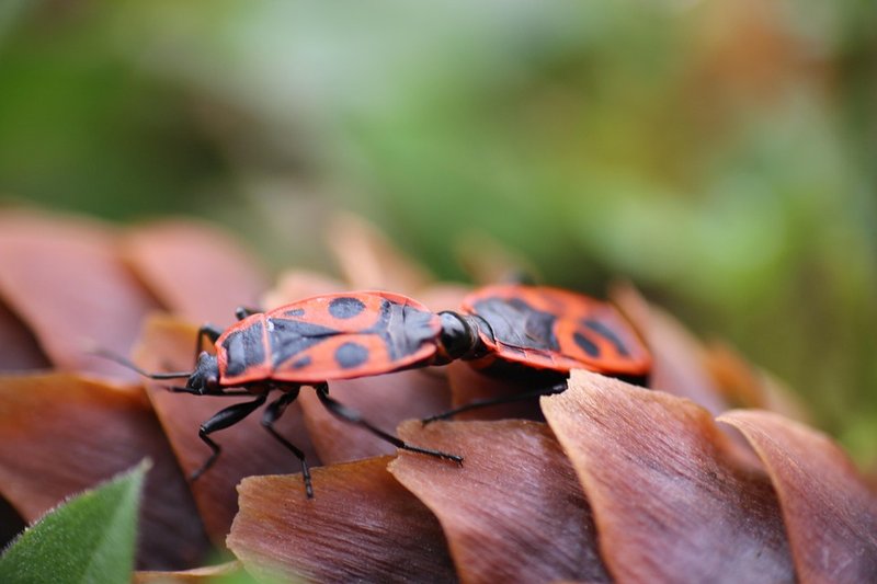 European Firebug