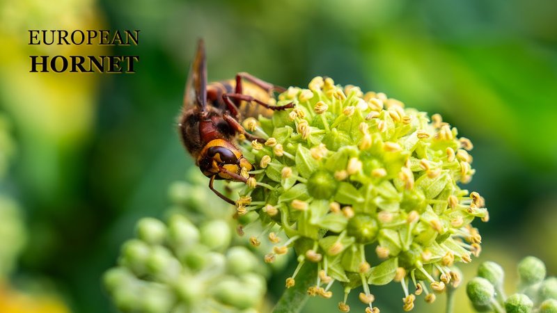 European Hornet