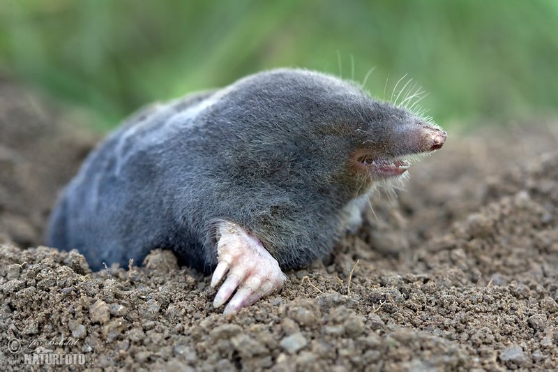 European Mole