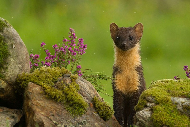 European Pine Marten