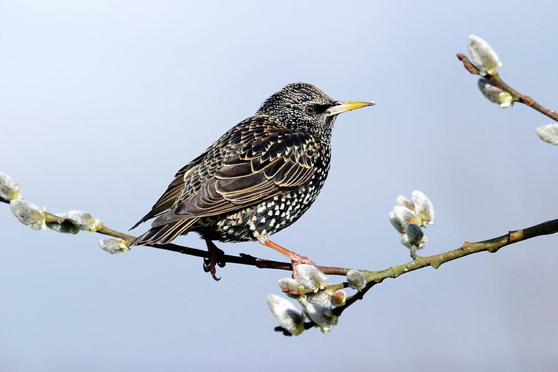 European Starling