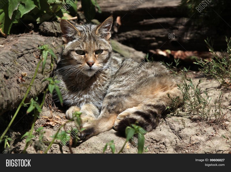 European Wildcat