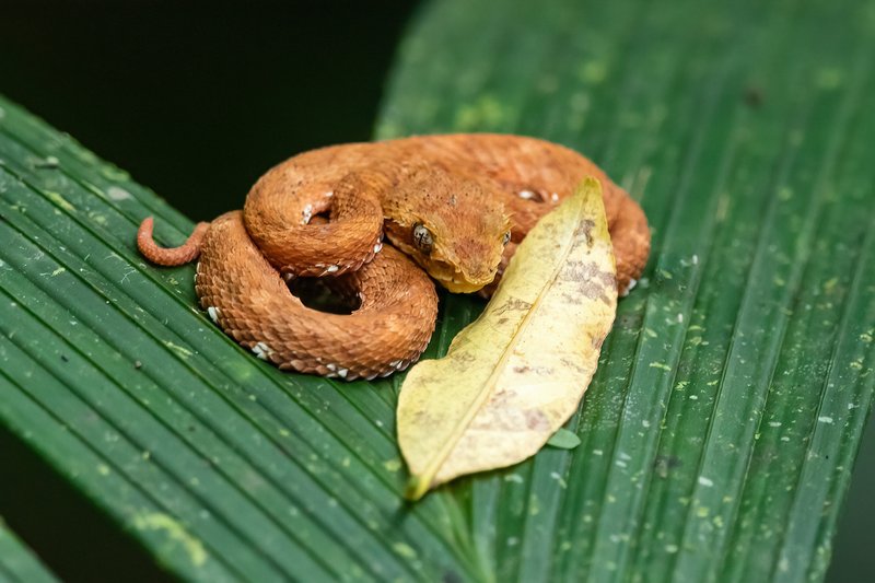 Eyelash Viper