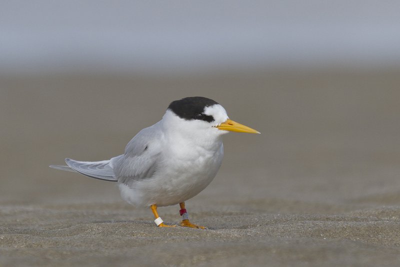 Fairy Tern