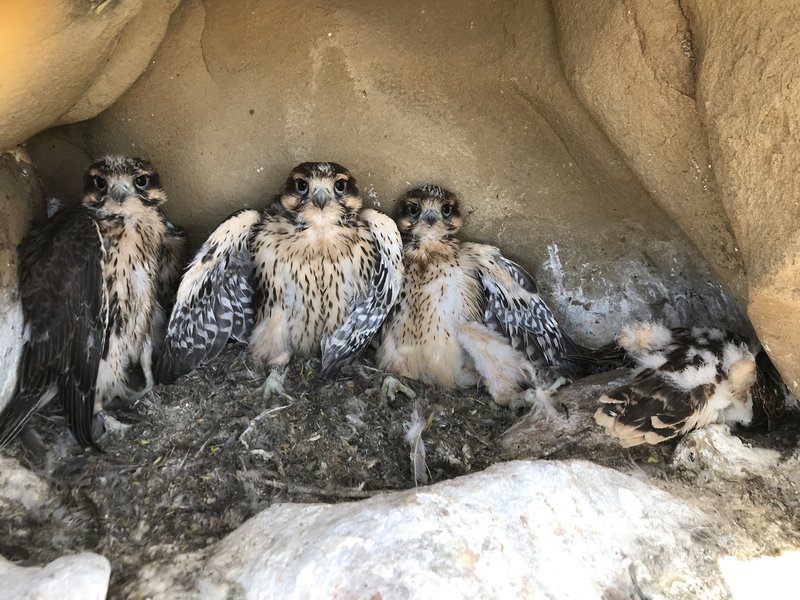 Falcon Nesting Habits And Lifecycle
