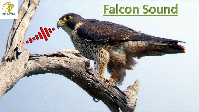 Falcon Vocalizations And What They Mean