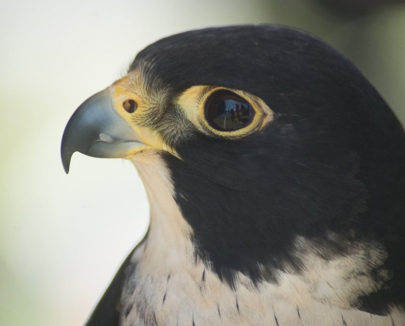 Falcon