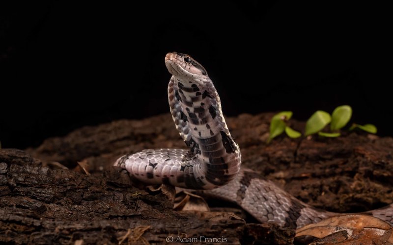 False Cobra