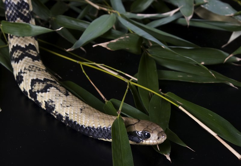 False Water Cobra