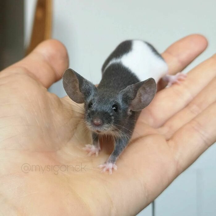 Fancy Mouse Overview: Traits, Appearance, And Temperament