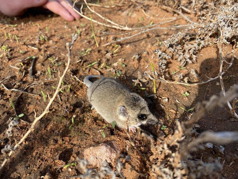 Fat-Tailed Dunnart