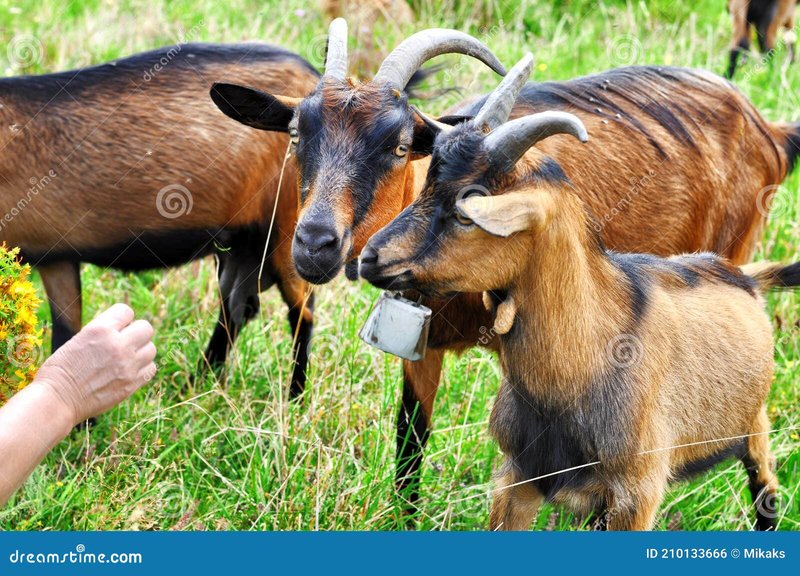 Feeding And Nutritional Needs Of Alpine Goats