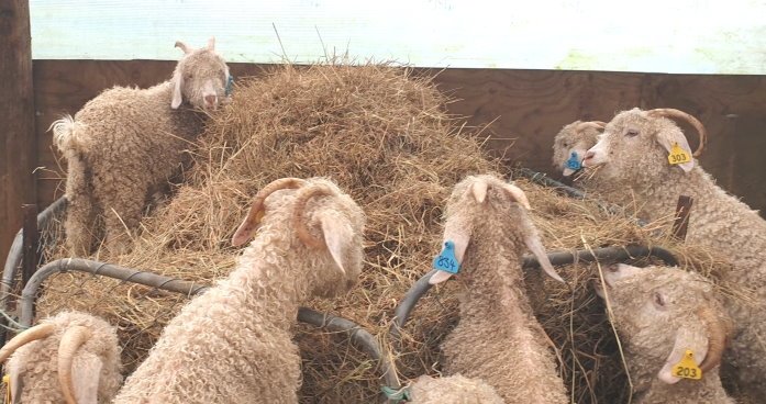 Feeding And Nutritional Needs Of Angora Goats