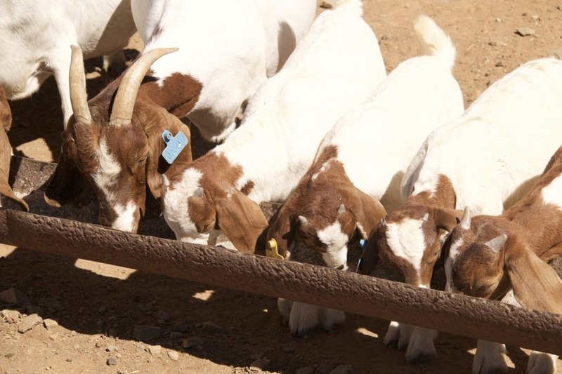 Feeding And Nutritional Needs Of Boer Goats