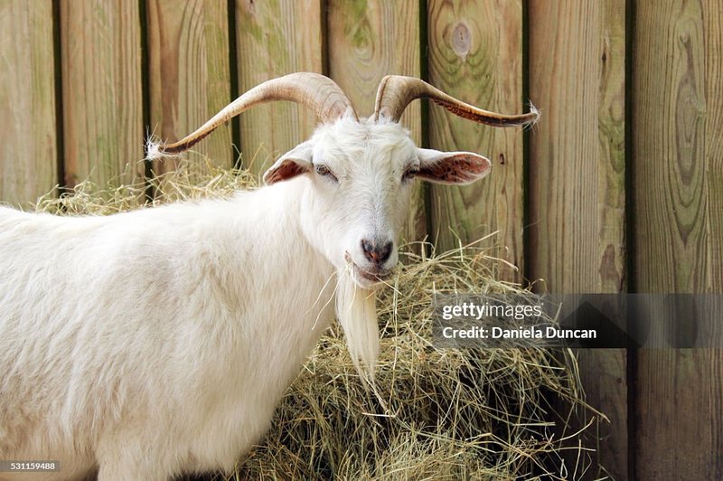 Feeding And Nutritional Needs Of Cashmere Goats