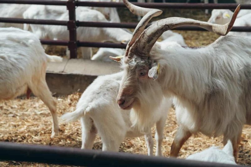 Feeding And Nutritional Needs Of Kiko Goats