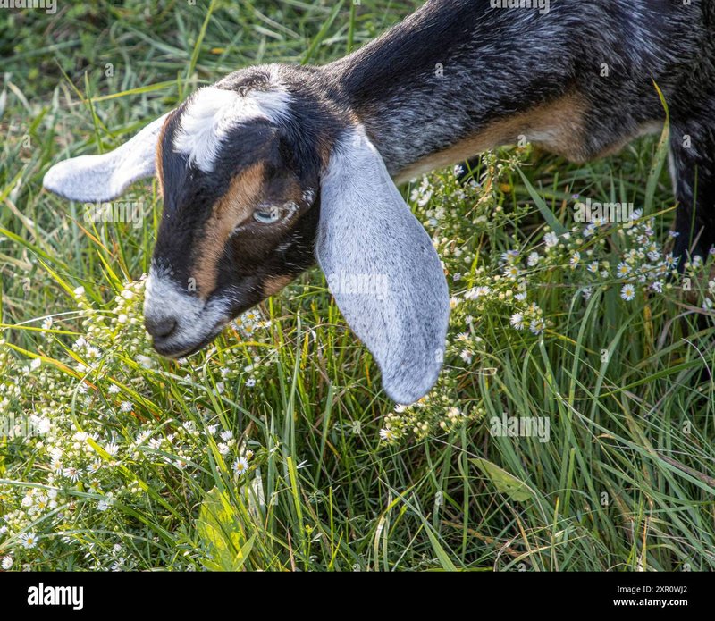 Feeding And Nutritional Needs Of Nubian Goats