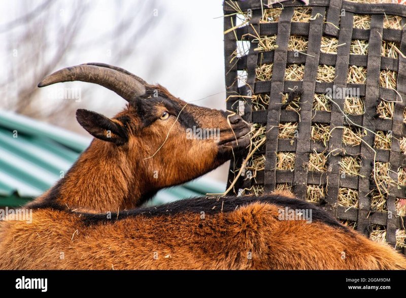 Feeding And Nutritional Needs Of Oberhasli Goats