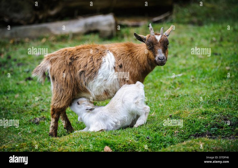 Feeding And Nutritional Needs Of Pygmy Goats