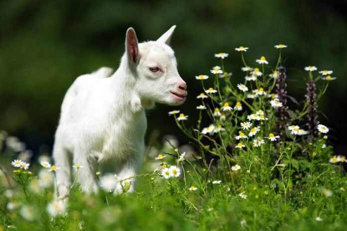 Feeding And Nutritional Needs Of Saanen Goats