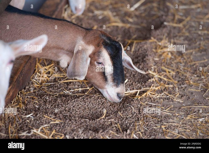 Feeding And Nutritional Needs Of Toggenburg Goats