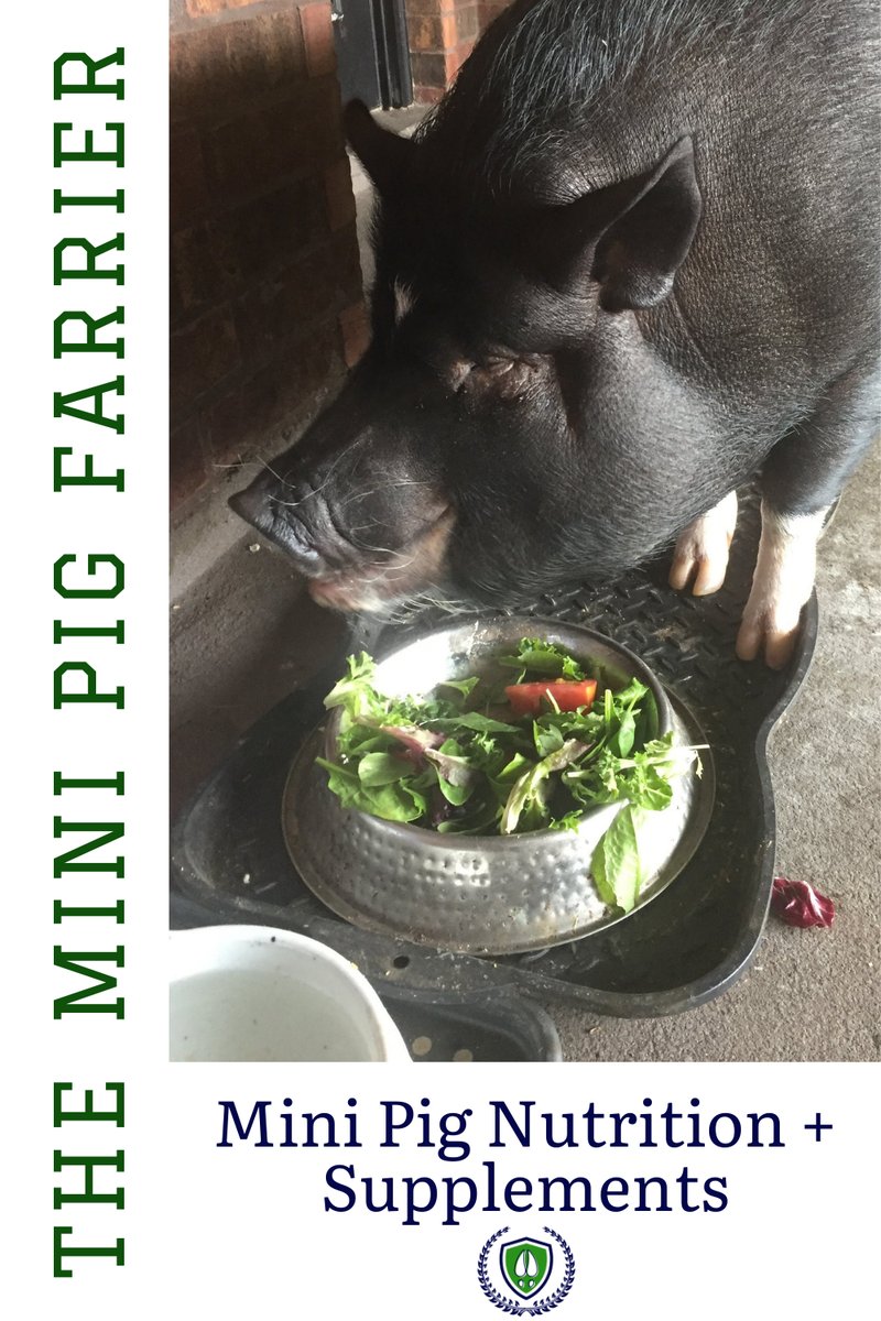 Feeding Schedule And Diet Plan For Mini Pigs