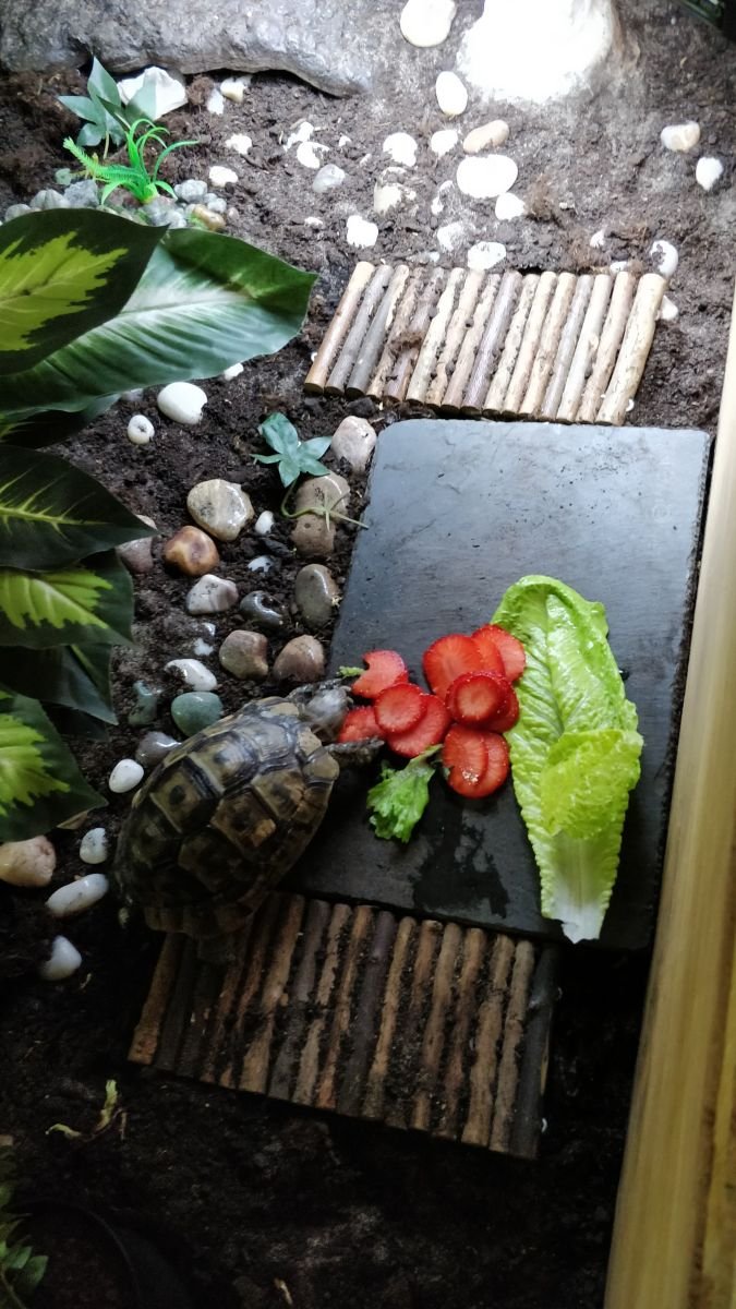 Feeding Your Greek Tortoise: Diet, Frequency, And Tips