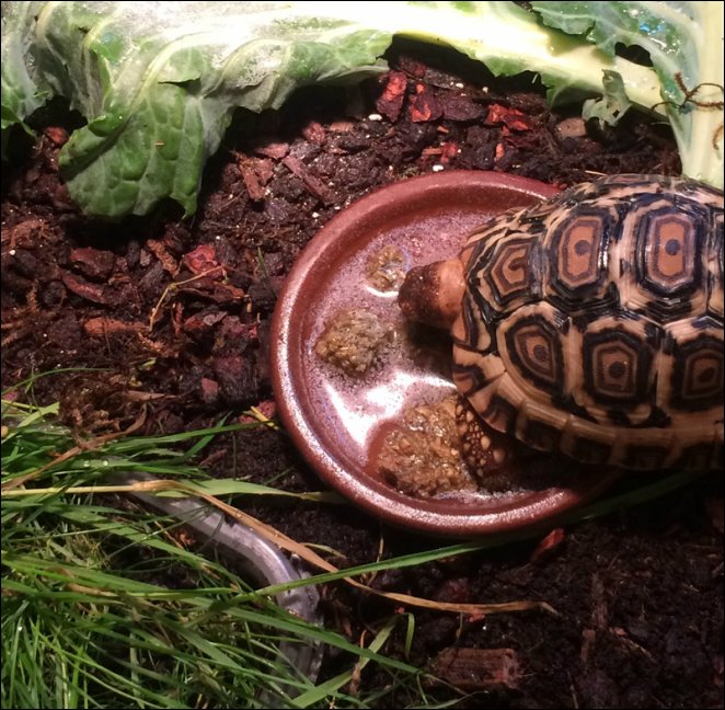 Feeding Your Leopard Tortoise: Diet, Frequency, And Tips