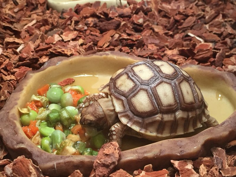 Feeding Your Sulcata Tortoise: Diet, Frequency, And Tips