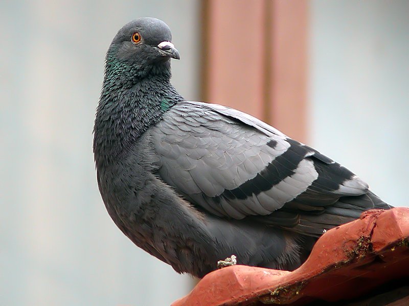 Feral Pigeon