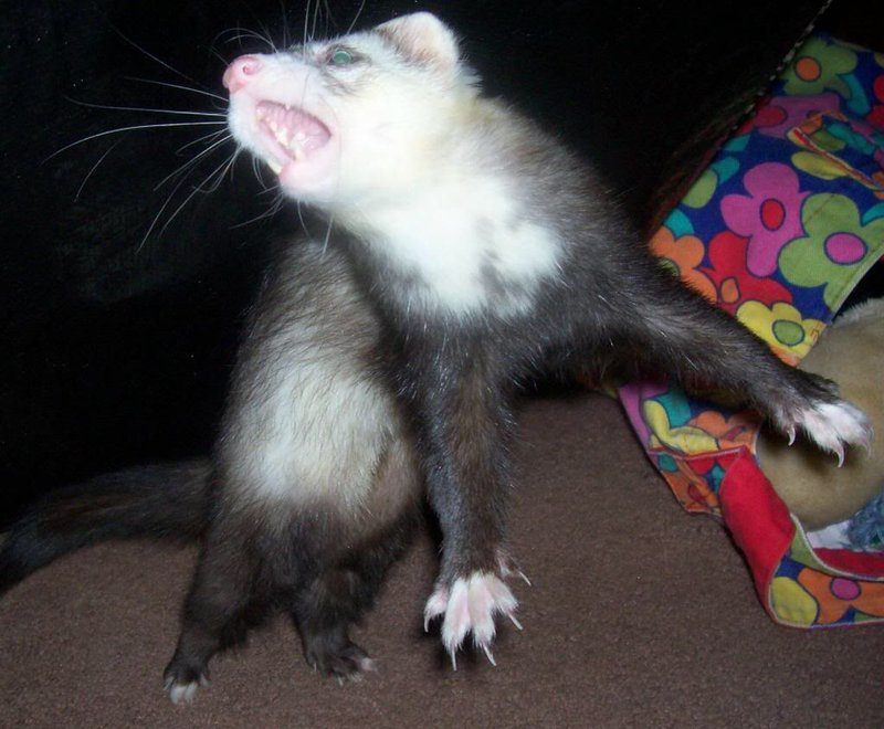 Ferret Behavior Explained: Dooking, War Dance, And More