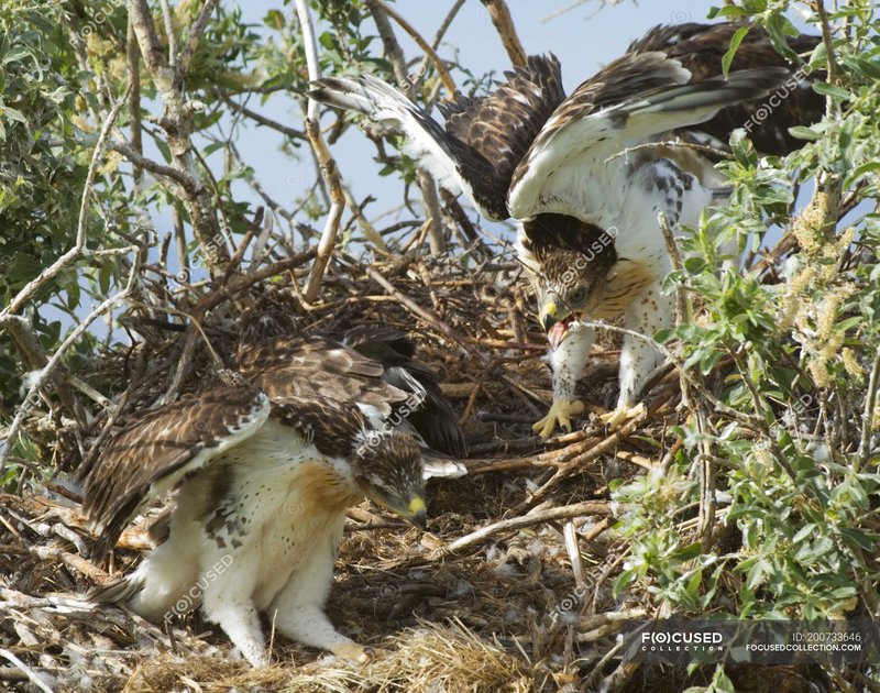 Ferruginous Hawk Nesting Habits And Lifecycle