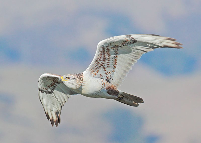 Ferruginous Hawk Vocalizations And What They Mean
