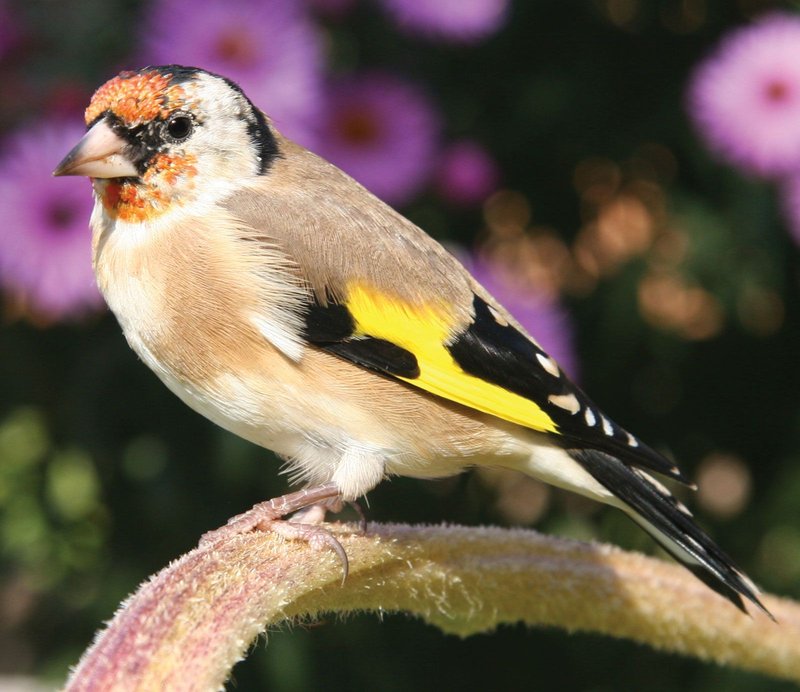 Finch Behavior: Chirping, Mating, And Nest Building