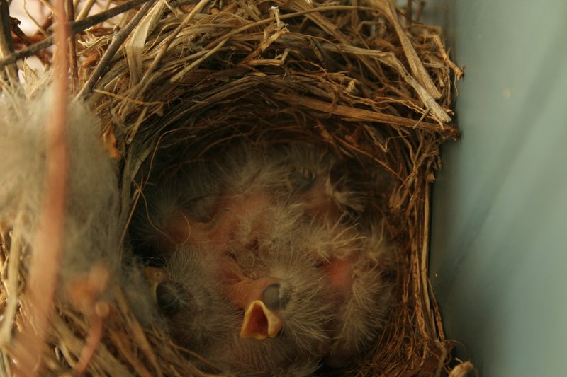 Finch Nesting Habits And Lifecycle