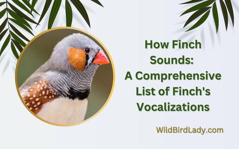Finch Vocalizations And What They Mean