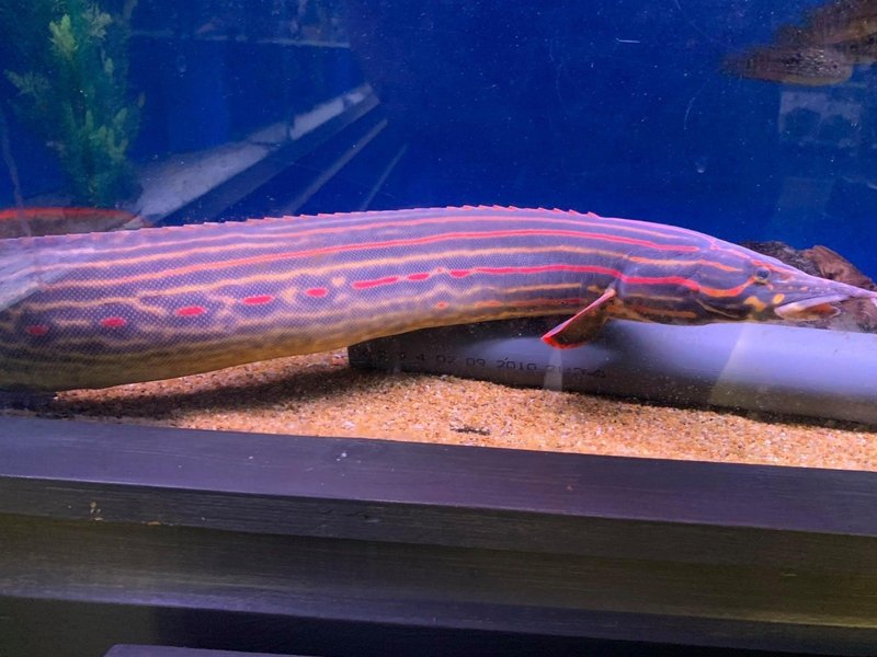 Fire Eel