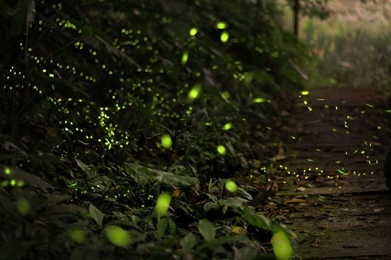 Firefly